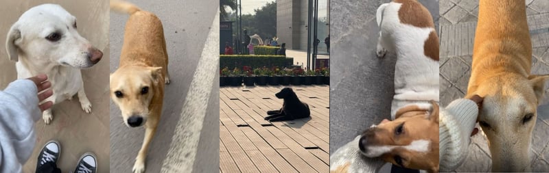 Street dogs resting and interacting in an urban Indian setting, reflecting everyday animal welfare realities