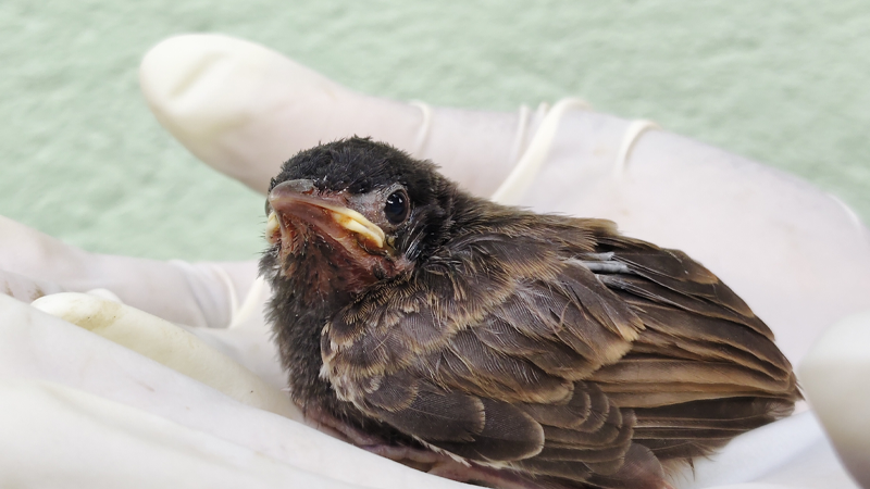 Rescued bird resting in hands