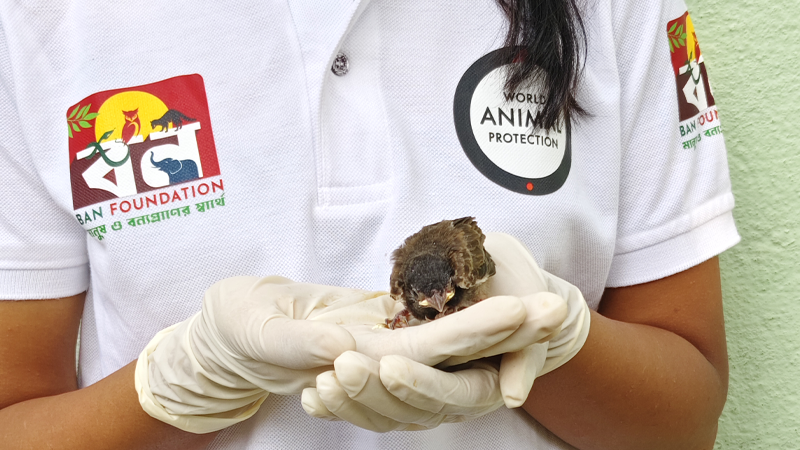 A chestnut-tailed starling chick rehabilitated after a storm