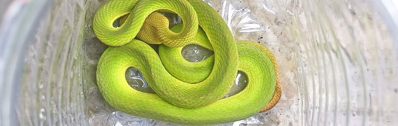 A green snake is resting on a plastic sheet having just been rescued.