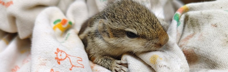 a squirrel in the hands of a volunteer
