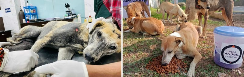 A rescued community dog receiving veterinary treatment at a clinic, alongside a scene of the same dog and other community dogs being fed by World Animal Protection volunteers during an outdoor feeding drive.