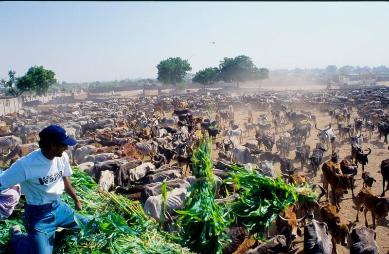 Our disaster relief team provides animal aid after earthquake in Gujarat, India, 2001
