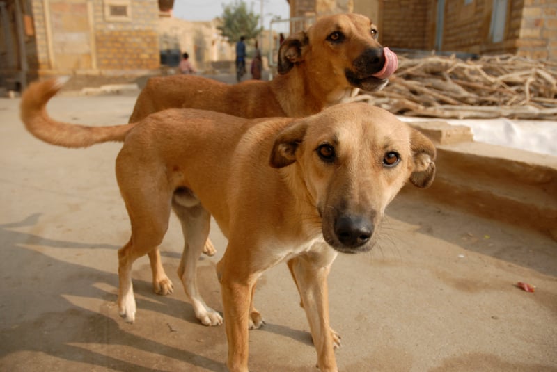 Stray dogs in Jaiselmer