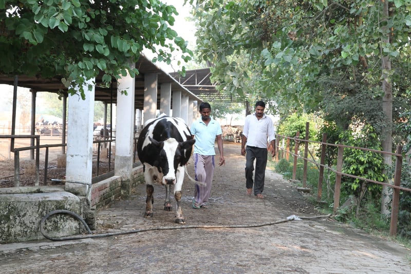 India dairy cows