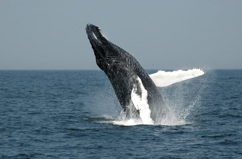 A juvenile Gray whale ist entangled in a lobster trap line off the coast of Mexico