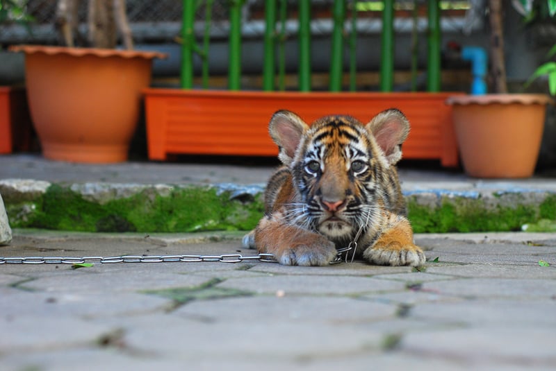 A tiger cub kept on a chain is used as a prob for photographs with tourists at an attraction in Bangkok, Thailand