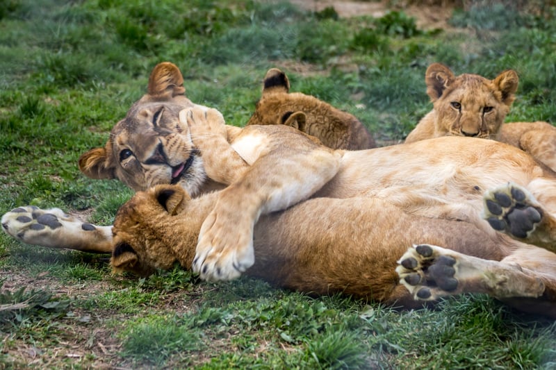 Lioness with her cubs