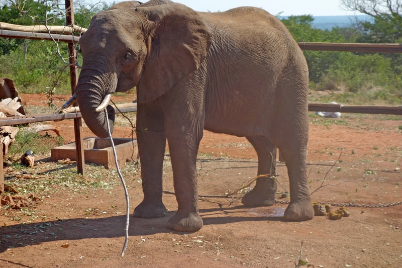 Elephant rides