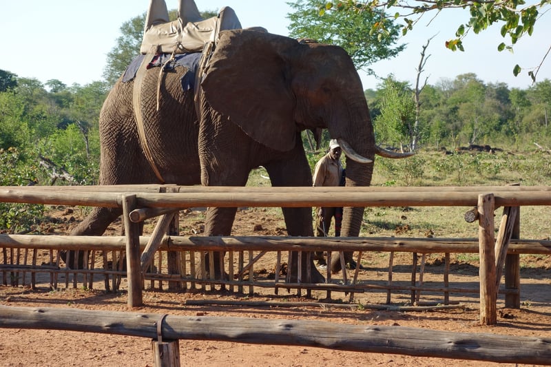 Animal friendly tourism