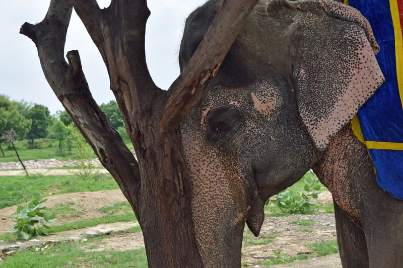 elephant