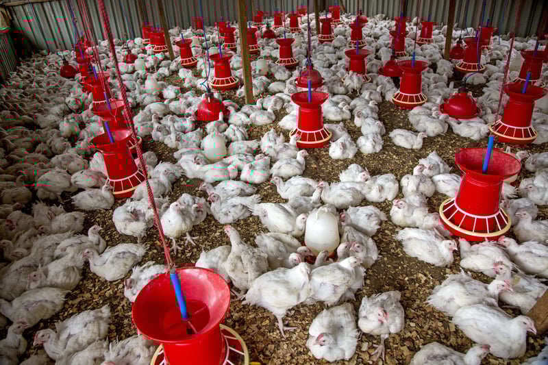 High welfare indoor pig farm in the United Kingdom.