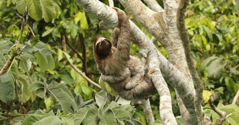 This is big: Together we’ve moved Instagram to help end cruel animal selfies - Wildlife. Not entertainers - World Animal Protection
