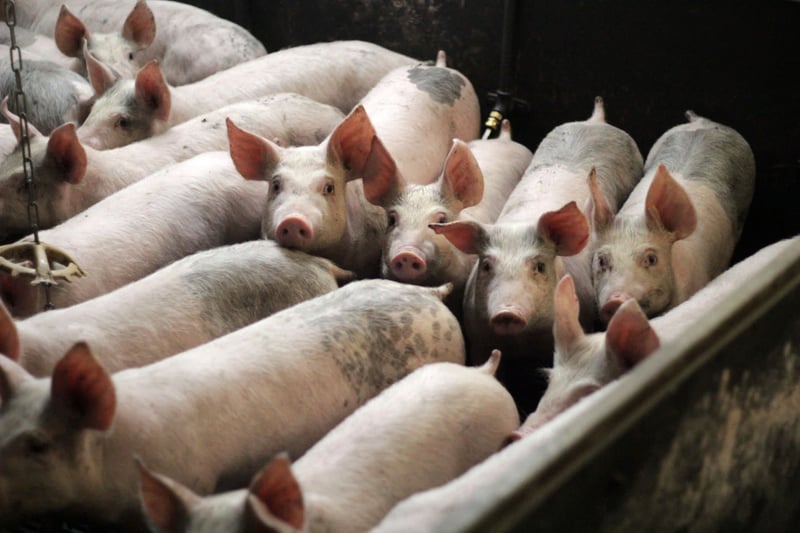factory farming