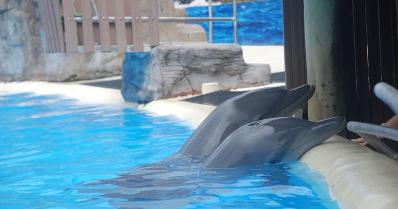TripAdvisor's new animal welfare policy