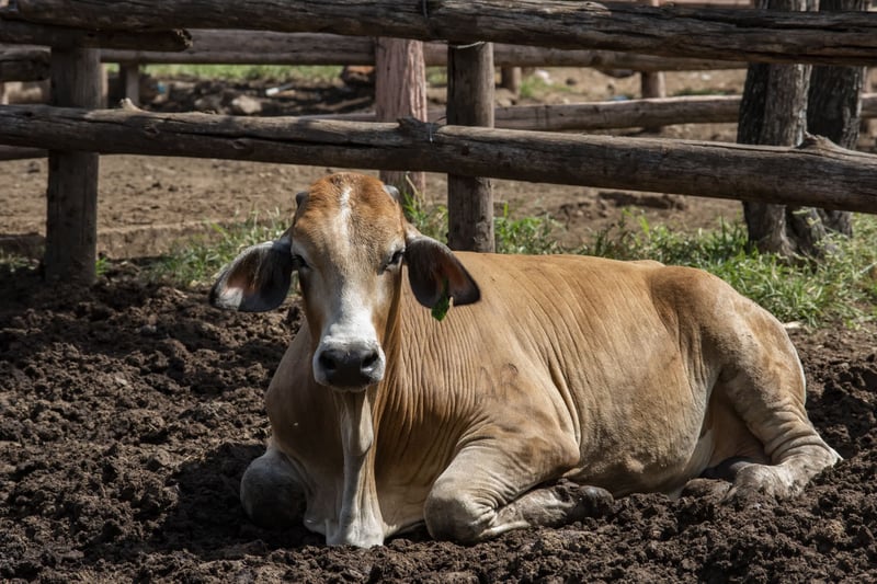 animals in disasters