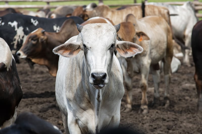 Indian cows tethered