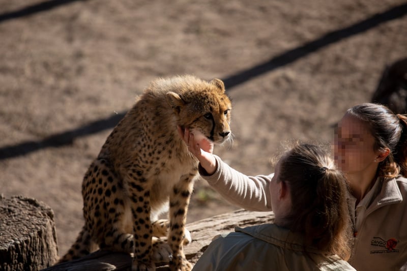Cheetahs