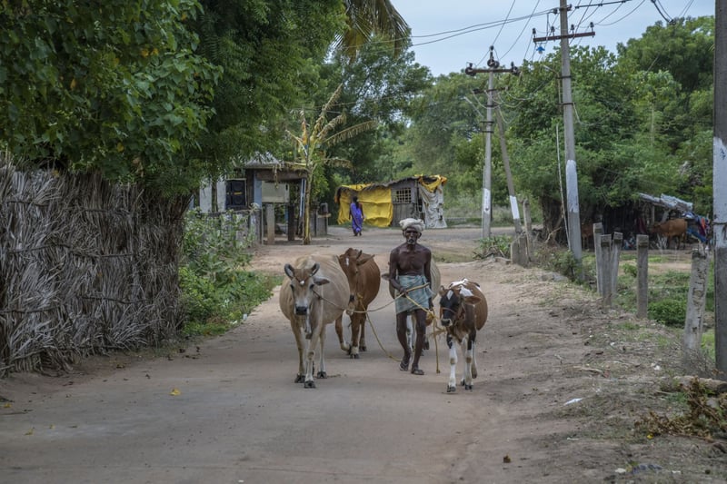 animals in disasters