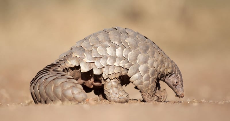 Pangolins 