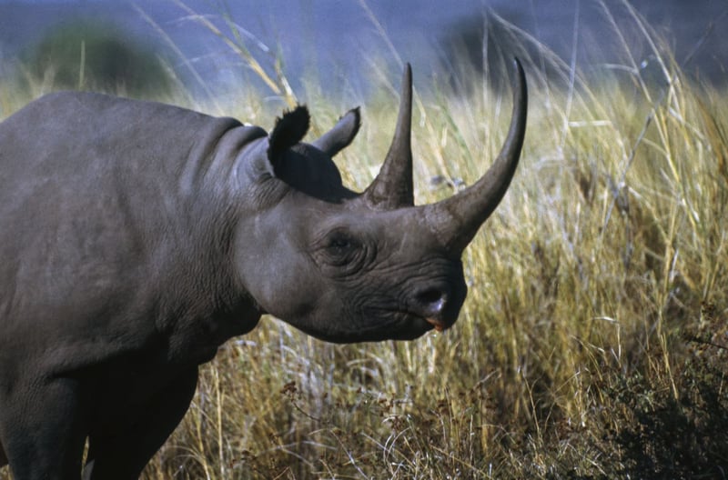 saving rhinoceros