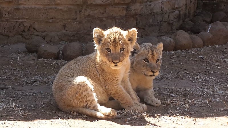 Cecil and Wildlife. Not entertainers