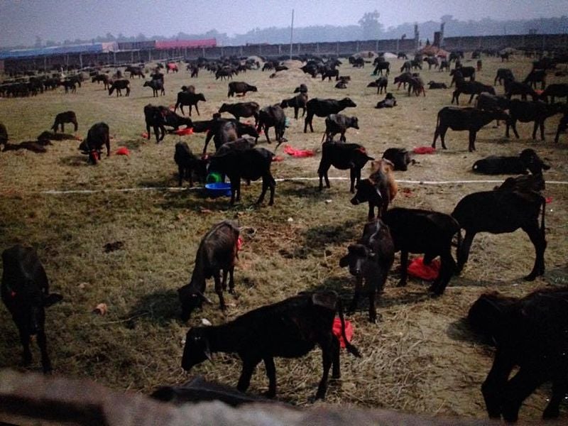 Gadhimai festival