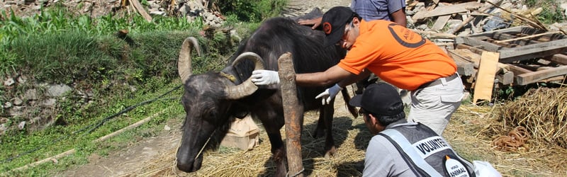 Animals in disasters