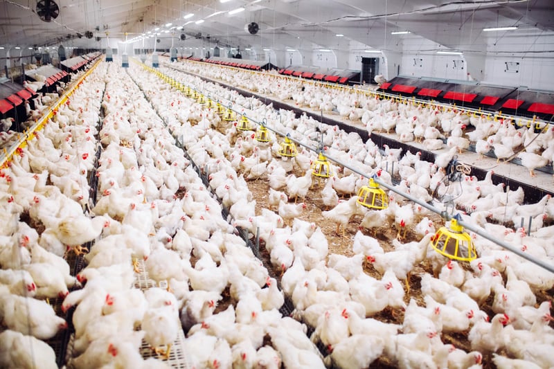 antibiotic resistance