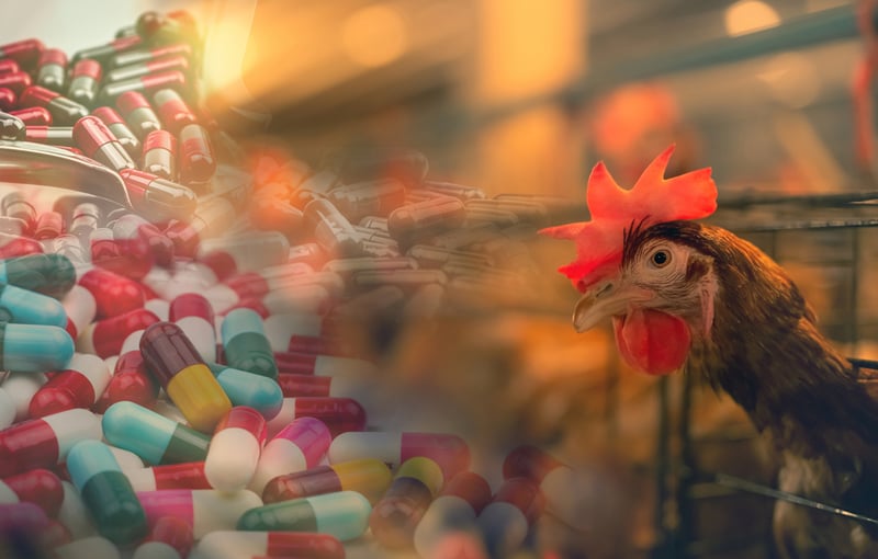 antibiotics pollution