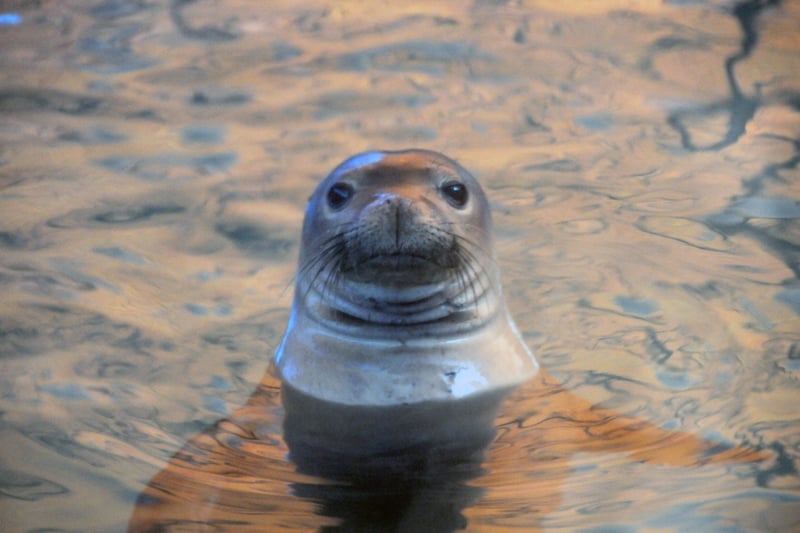 seal swimming