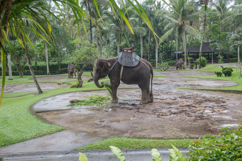 Memories of abuse: The life of an elephant in wildlife tourism