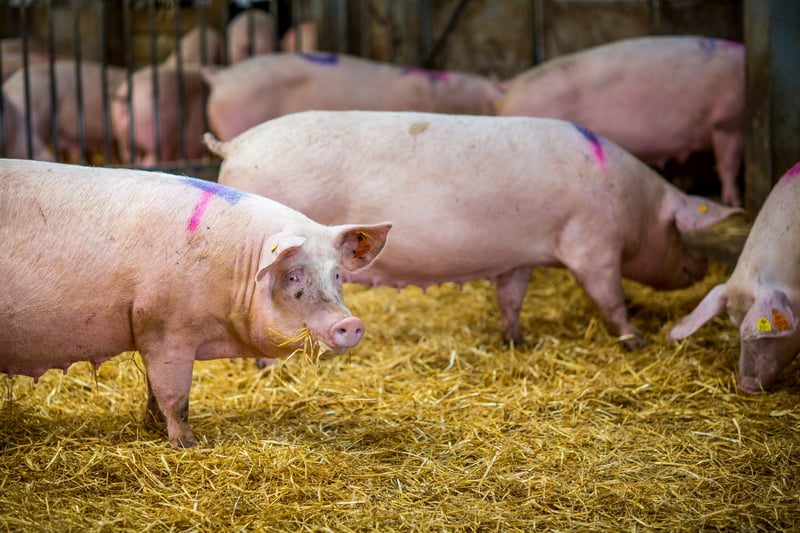 Pig chewing hay at indoor pig farm