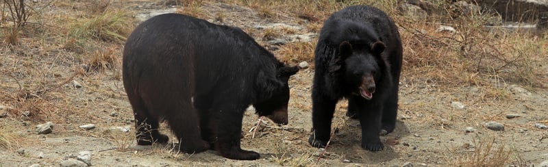 Ending bear baiting