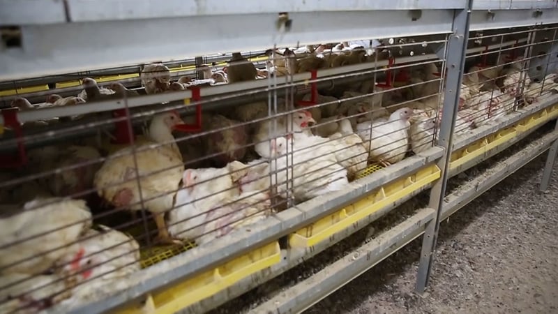 caged chicken