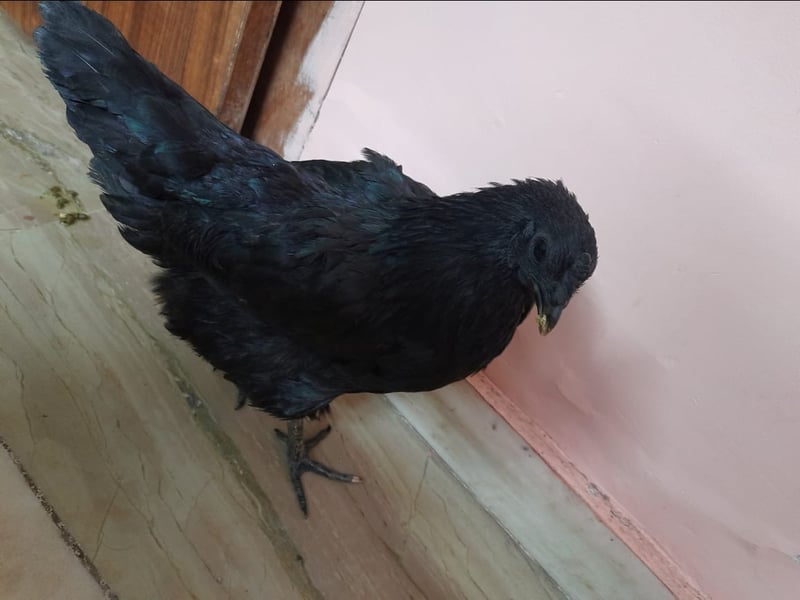chicken by vinayak Gautam, human for farm animals, human for farmed animals