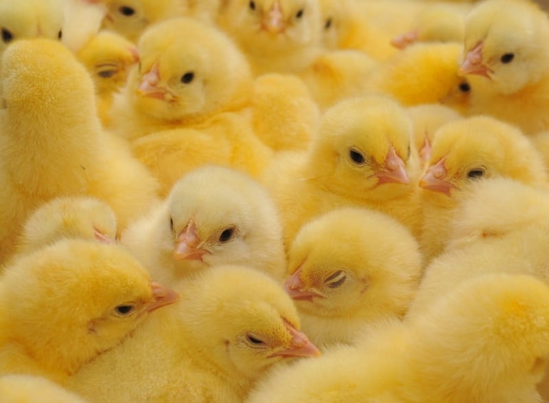 chickens in factory farming
