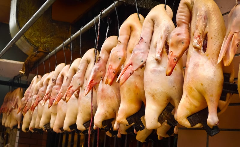 animal market in china