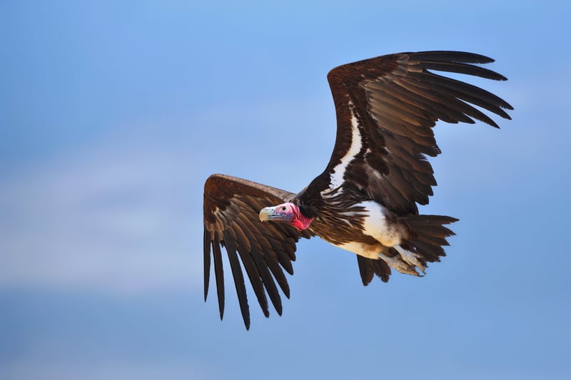 vultures