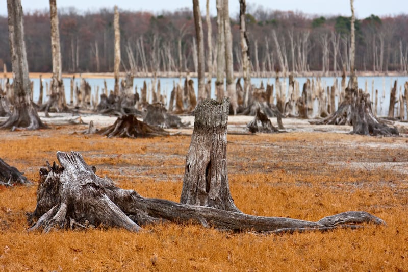 Deforestation Shrinking forests