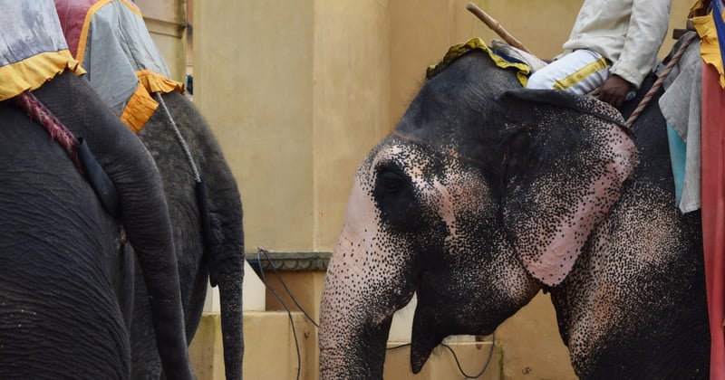 Elephants at Amber Fort in India