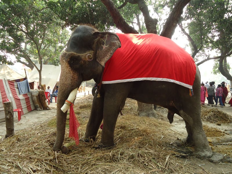 Sonepur , Sec 40, Animals in the wild