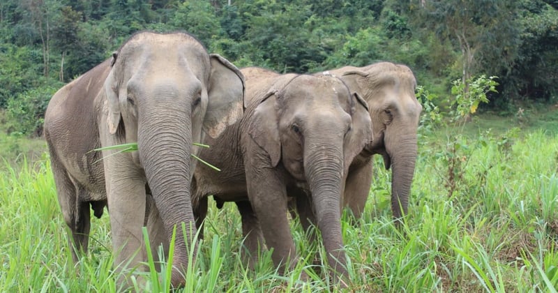 No Pride In Elephant Ride