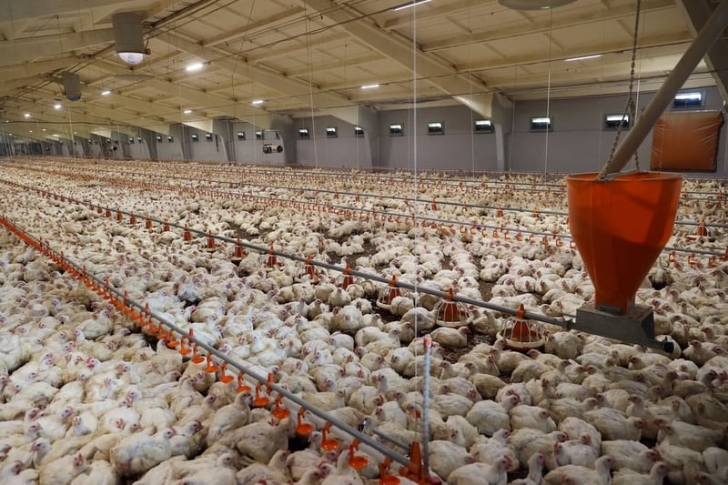 factory farming impacts the environment