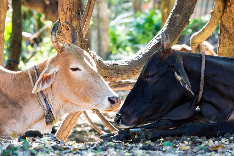 animals in farming