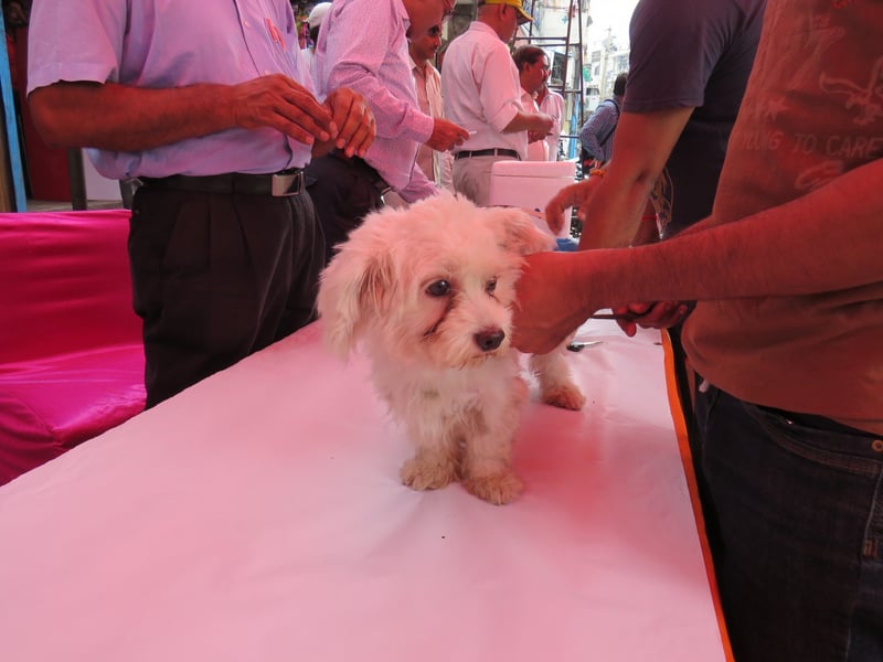 pets and coronavirus