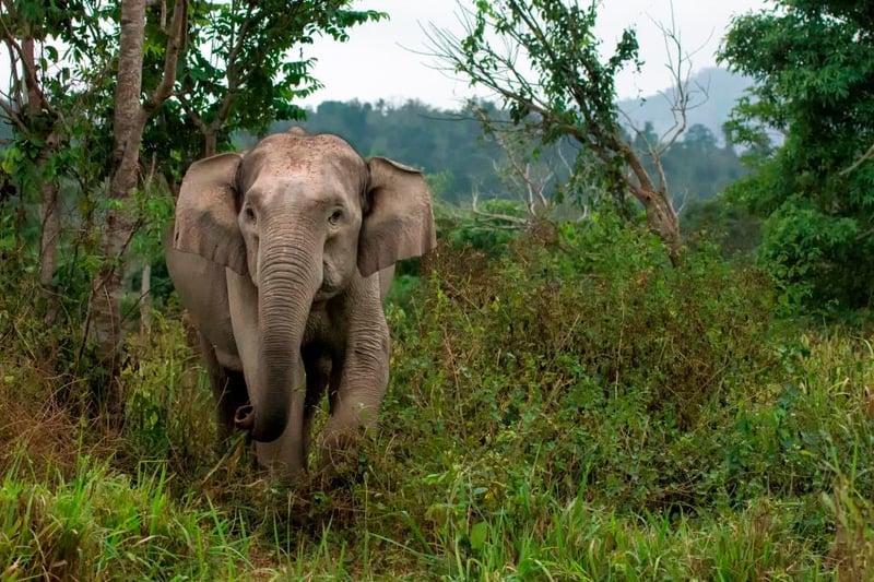 An elephant in the wild