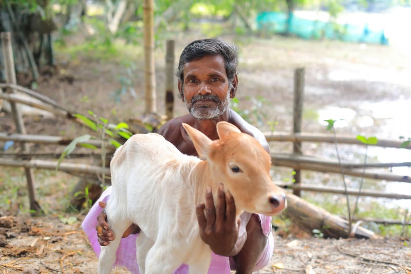 animals in disasters