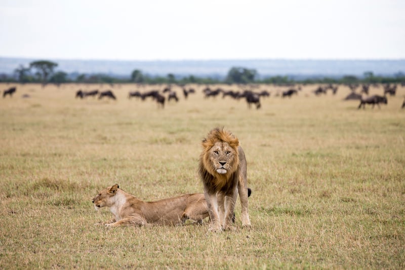 Lions in a national park in Tanzania, with wildebeest in the background.