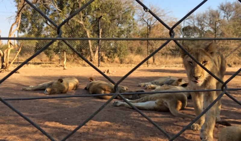 A lion cub behind a wire fence